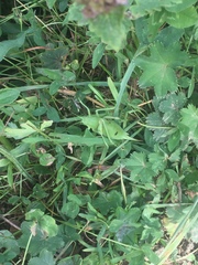 Polysarcus zacharovi