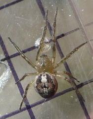 Zygiella montana