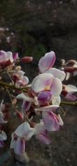 Olneya tesota
