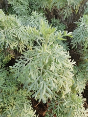 Artemisia arborescens