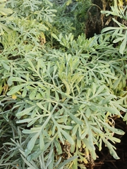 Artemisia arborescens