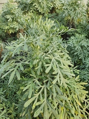 Artemisia arborescens