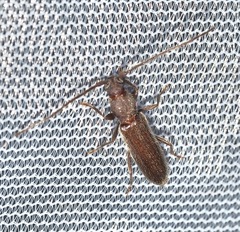 Geropa concolor