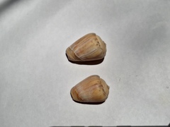 Olivancillaria urceus