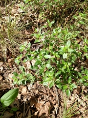 Clinopodium carolinianum