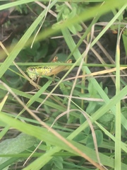 Micropodisma koenigi