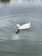 Anas platyrhynchos domesticus