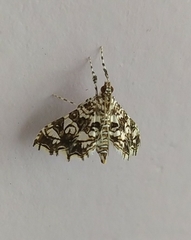 Sisyracera