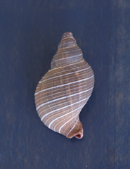 Siphonalia trochulus