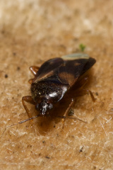 Lyctocoris dimidiatus