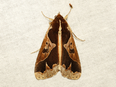 Euminucia ligulifera