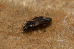 Lyctocoris dimidiatus