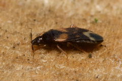 Lyctocoris dimidiatus