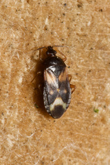 Lyctocoris dimidiatus