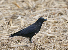 Corvus corone