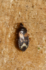 Lyctocoris dimidiatus