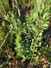 Asimina reticulata