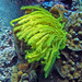 Noble Feather Star - Photo (c) Hectonichus, some rights reserved (CC BY-SA)