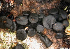 Aotearoamyces nothofagi image