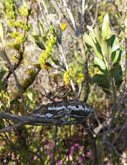 Bradypodion occidentale