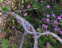 Bradypodion occidentale