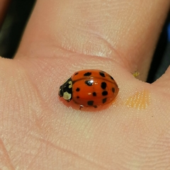 Harmonia axyridis