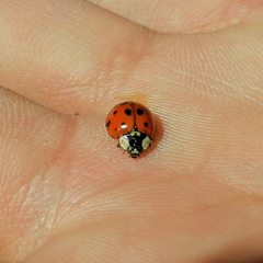 Harmonia axyridis
