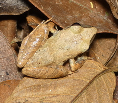 Pristimantis ramagii