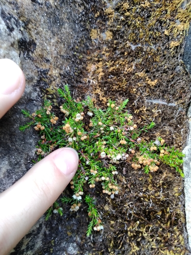 Image of Erica oliveranthus by (c) De Waal Hugo, some rights reserved (CC BY)