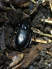 Pterostichus mutus