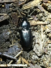 Pterostichus mutus