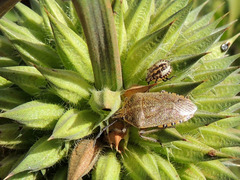 Agonoscelis longirostris