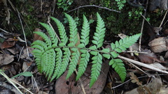 Polystichum chilense