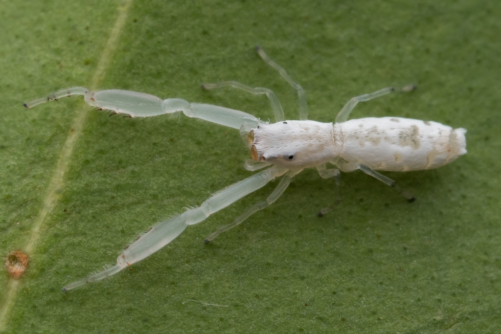 Copocrossa