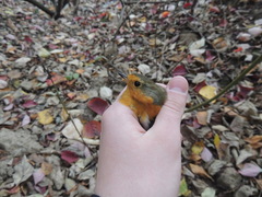 Erithacus rubecula rubecula