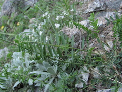 Onobrychis ruprechtii