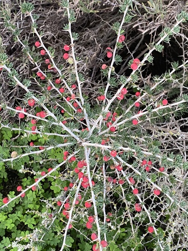 Asparagus albus