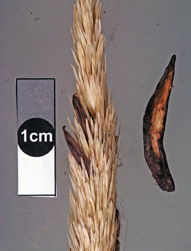 Rye Ergot