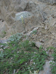 Onobrychis ruprechtii