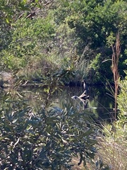 Phalacrocorax auritus image