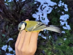 Parus major major