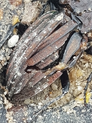 Carabus melancholicus