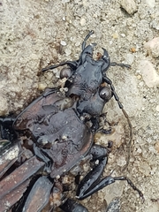 Carabus melancholicus
