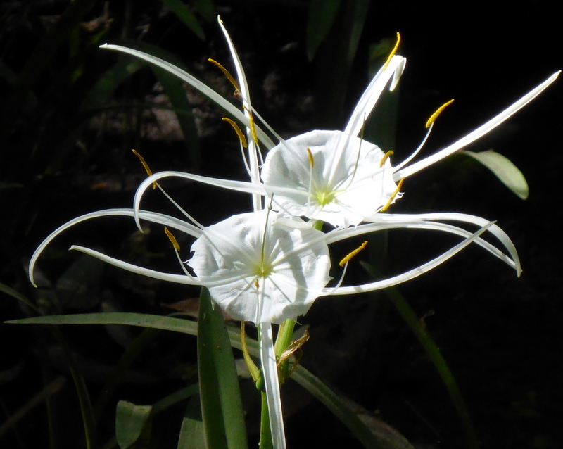 Hymenocallis franklinensis