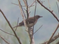 Turdus ignobilis debilis