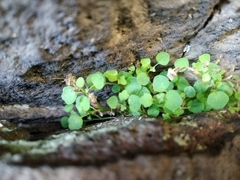 Wimmerella pygmaea