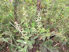 Gloxinia xanthophylla