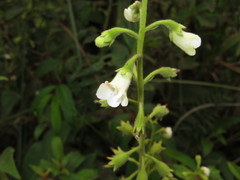 Gloxinia xanthophylla