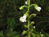 Gloxinia xanthophylla - Photo (c) Rob Westerduijn, some rights reserved (CC BY-NC), uploaded by Rob Westerduijn