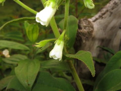 Gloxinia xanthophylla